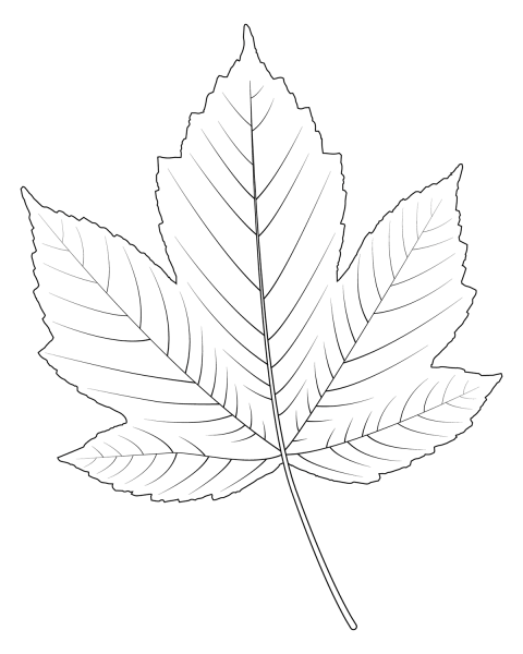 Field Maple Leaf coloring page image