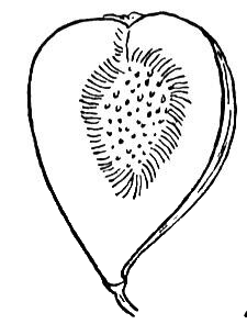 Fig coloring page image