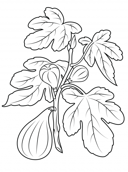 Fig Plant coloring page image