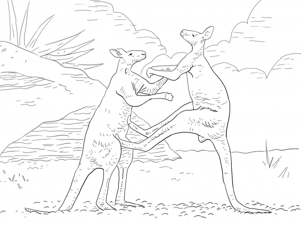 Fighting Red Kangaroos coloring page image