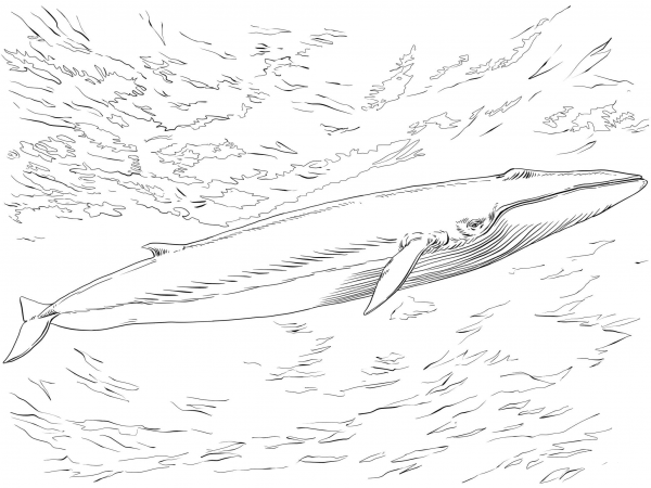 Fin or Finback Whale coloring page image