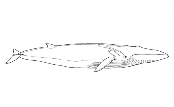 Fin Whale coloring page image