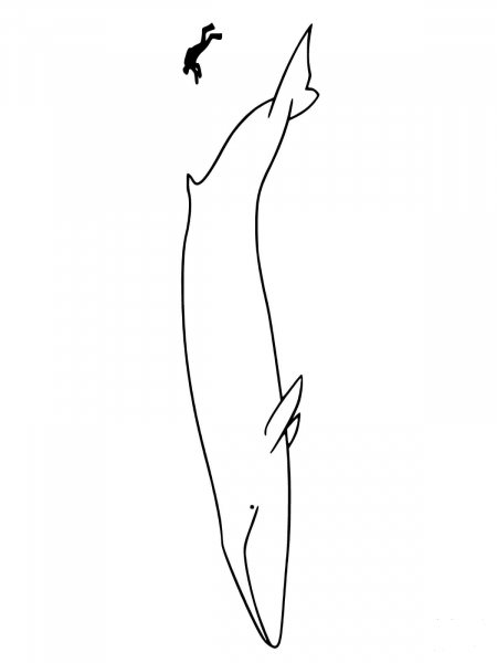 Fin Whale Compare to Human Size coloring page image