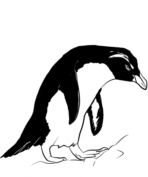 Fiordland Penguin coloring page image