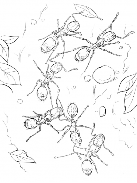 Fire Ants coloring page image