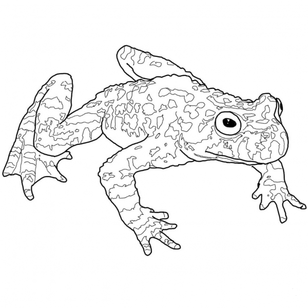 Fire Belly Toad coloring page image