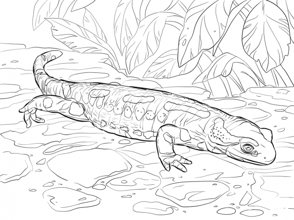 Fire salamander coloring page image
