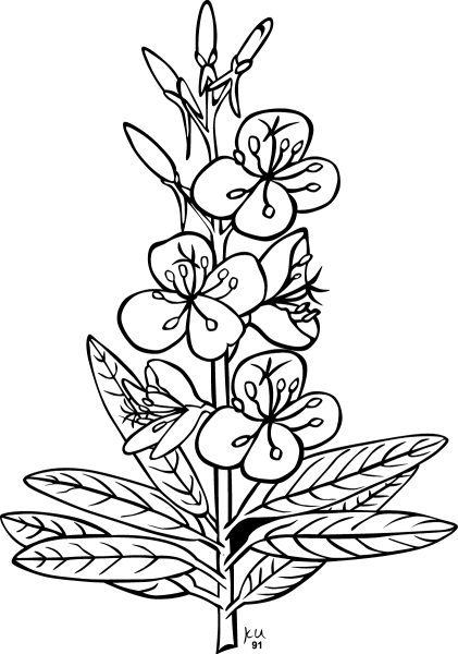 Fireweed or Rosebay Willowherb coloring page image