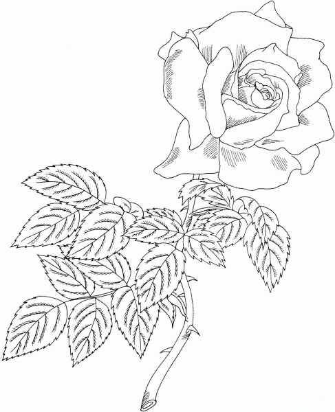 First Prize Hybrid Tea Rose coloring page image