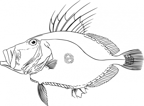 Fish coloring page image