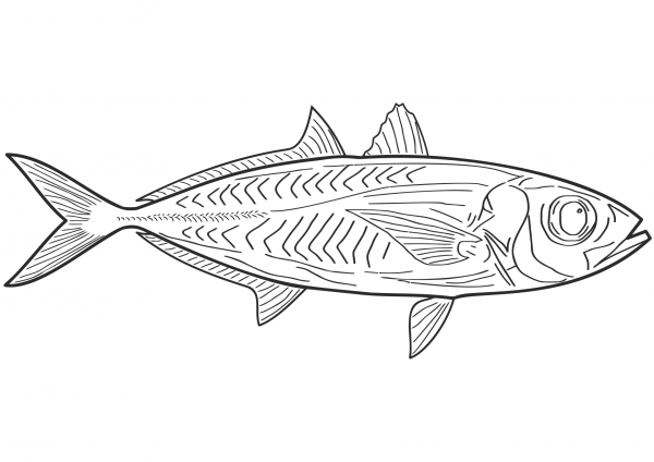 Fish coloring page image
