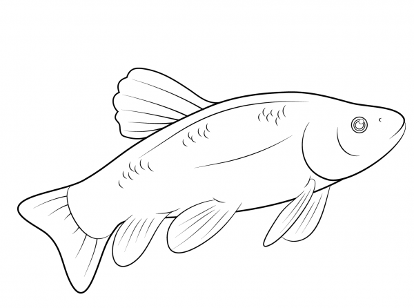 Fish coloring page image