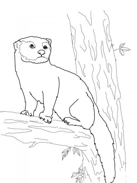 Fisher Cat coloring page image