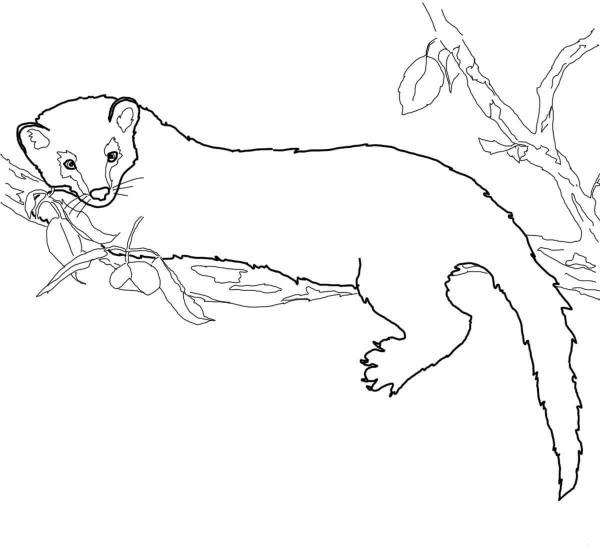 Fisher coloring page image