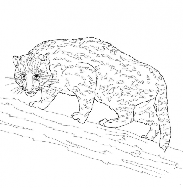 Fishing Cat coloring page image