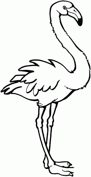 Flamingo coloring page image