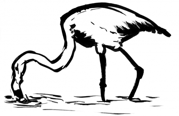 Flamingo coloring page image