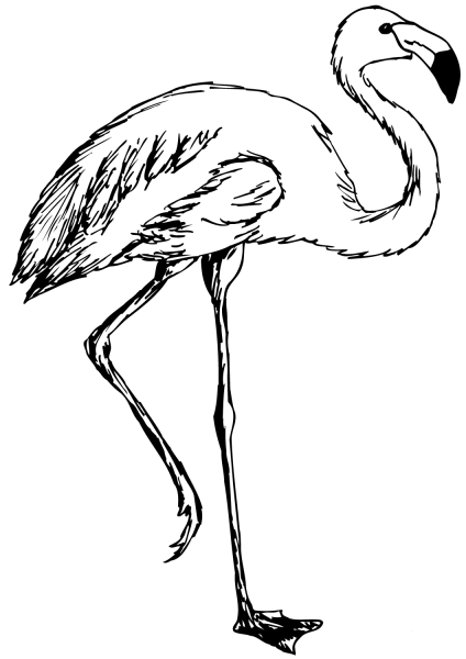 Flamingo coloring page image