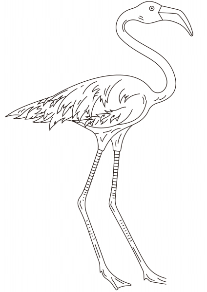 Flamingo coloring page image