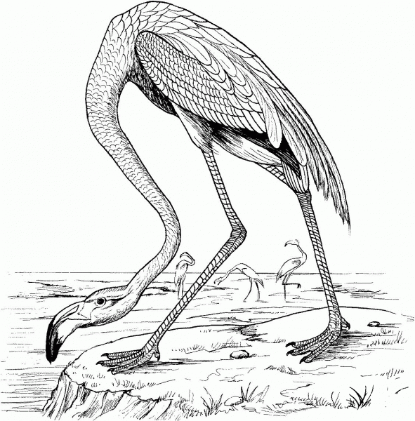 Flamingo In The Lake coloring page image