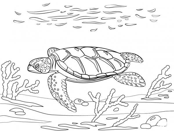 Flatback Sea Turtle coloring page image