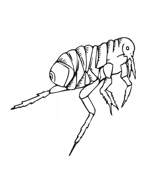 Flea coloring page image