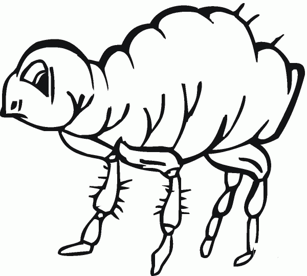 Flea Illustration  coloring page image