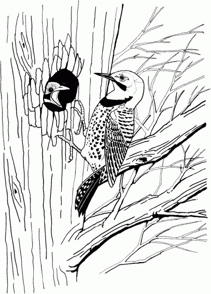 Flicker Bird coloring page image