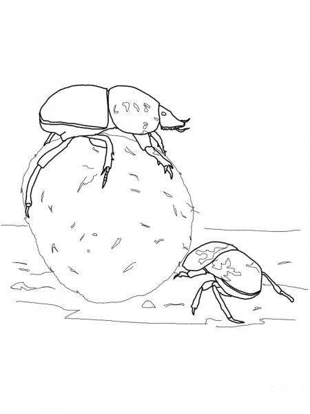 Flightless Dung Beetles coloring page image