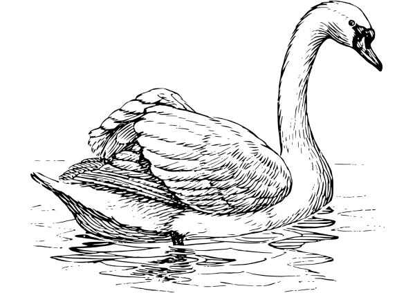 Floating Swan coloring page image