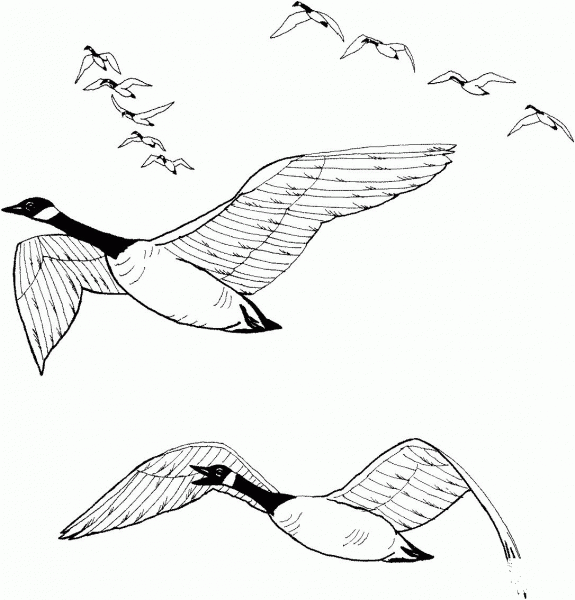 Flock of Canada Geese  coloring page image