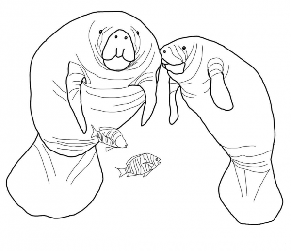 Florida Manatee coloring page image