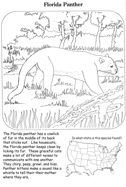 Florida Panther coloring page image