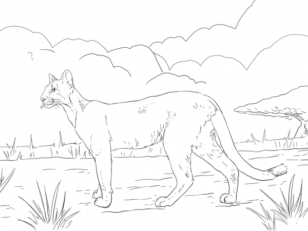 Florida Panther coloring page image