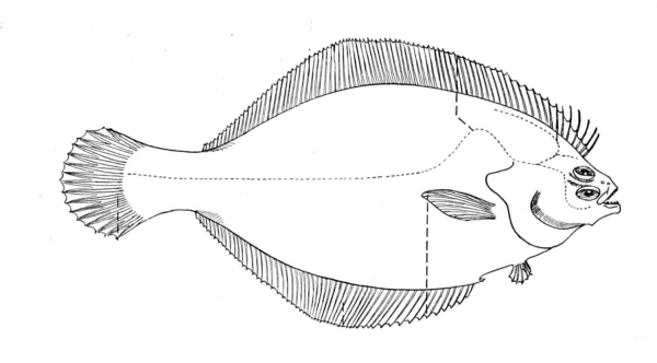 Flounder 1 coloring page image