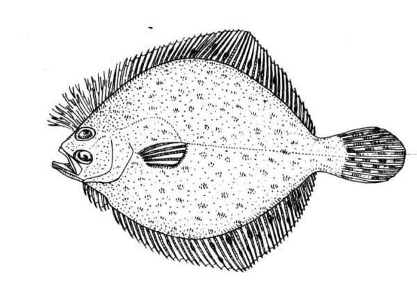 Flounder 2 coloring page image