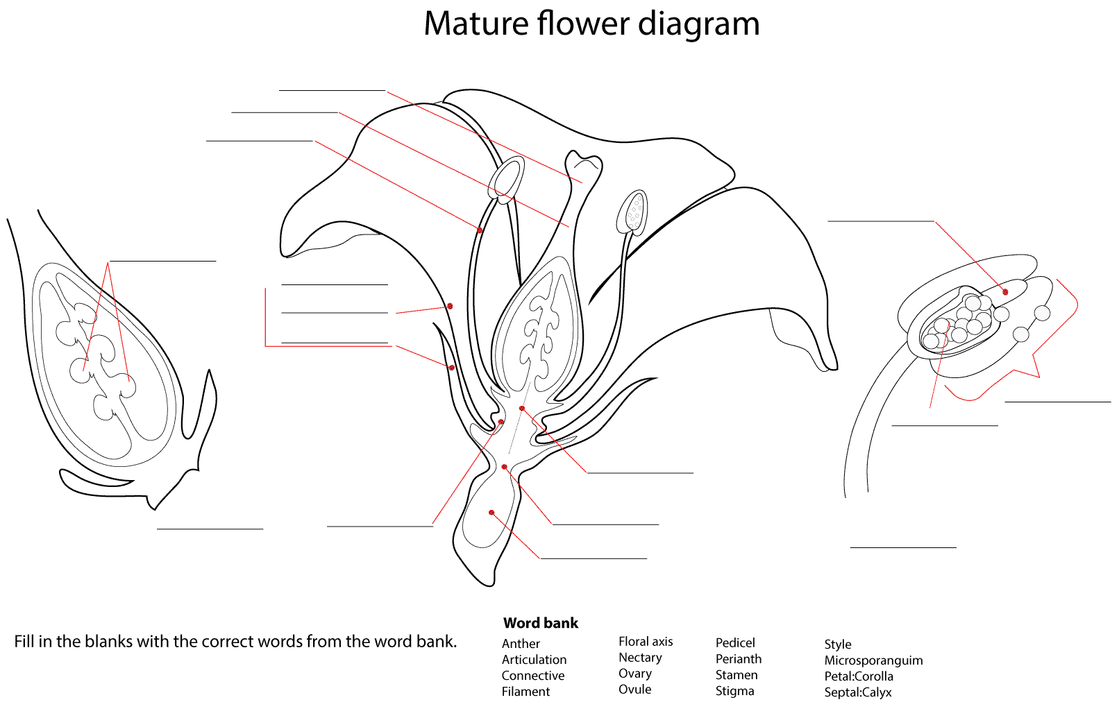 Flower Diagram Worksheet Coloring Page ColouringPages