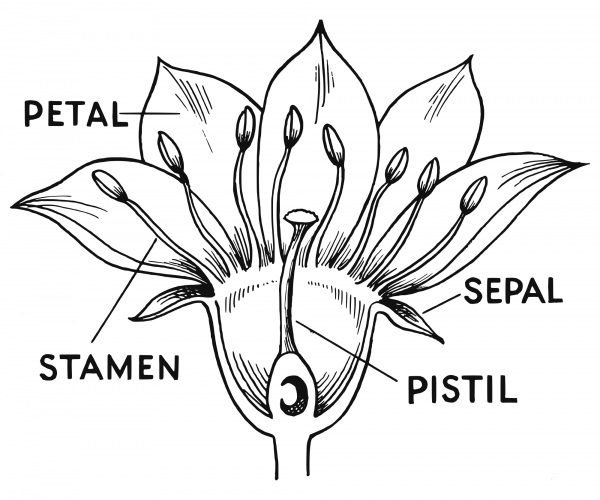 Flower Parts coloring page image