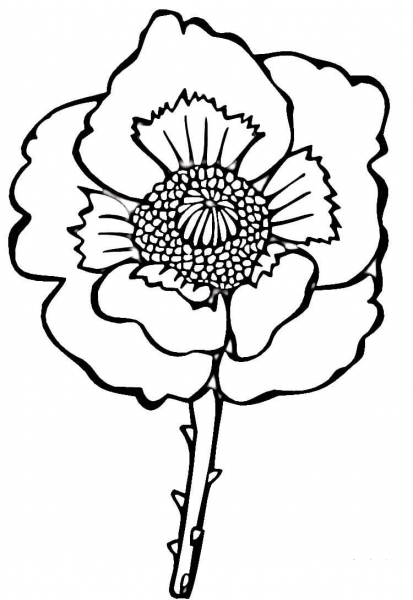 Flower Poppy  coloring page image