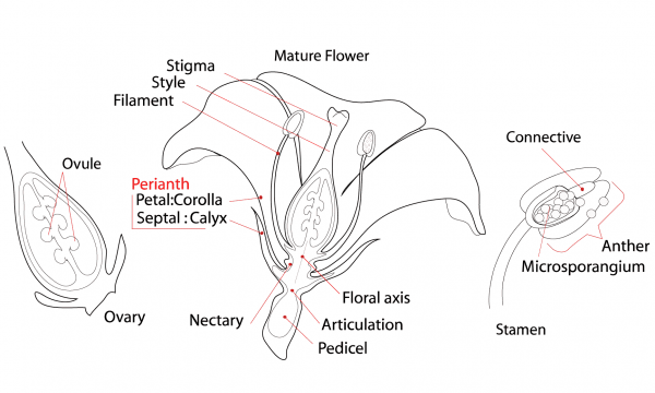 Flower Structure coloring page image