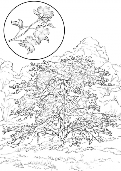 Flowering Dogwood Cornus Florida coloring page image