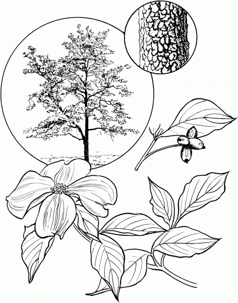 Flowering Dogwood Tree coloring page image