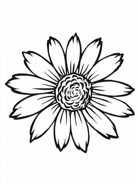 Flowering Head of Sunflower coloring page image