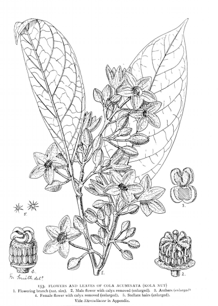 Flowers and Leaves of Cola Acuminata (Kola Nut) coloring page image