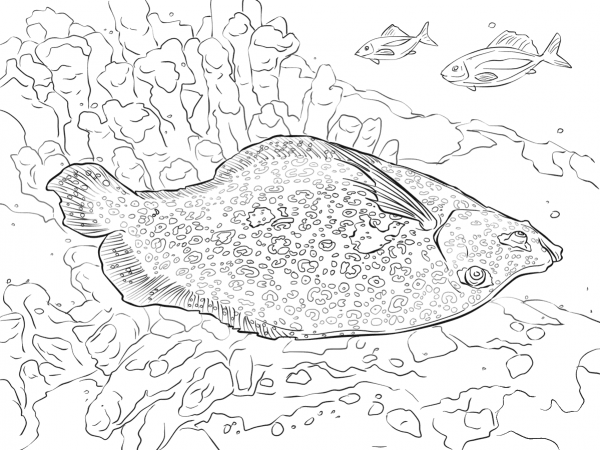 Flowery Flounder coloring page image