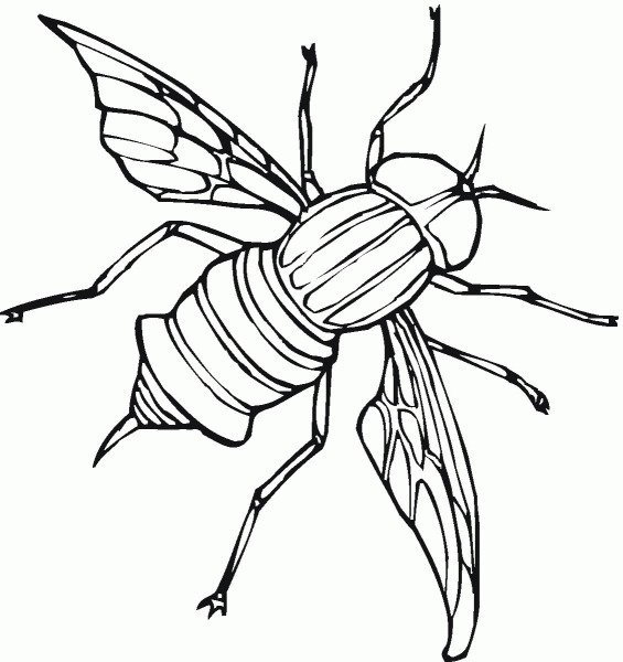 Fly 5 coloring page image