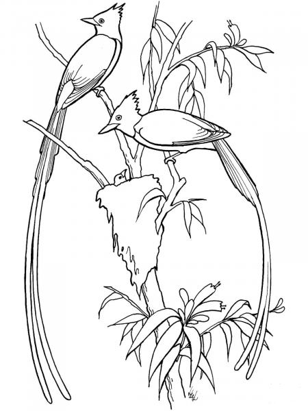 Flycatcher Birds coloring page image