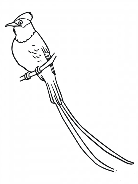 Flycatcher coloring page image