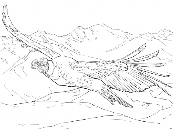 Flying Andean Condor coloring page image