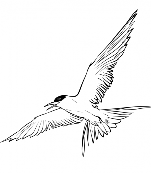 Flying Arctic Tern coloring page image